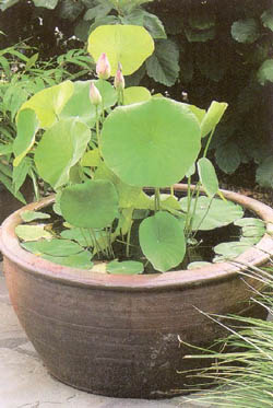 miniestanque 01